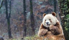 七仔粉丝爆料视频,揭秘七仔幕后故事